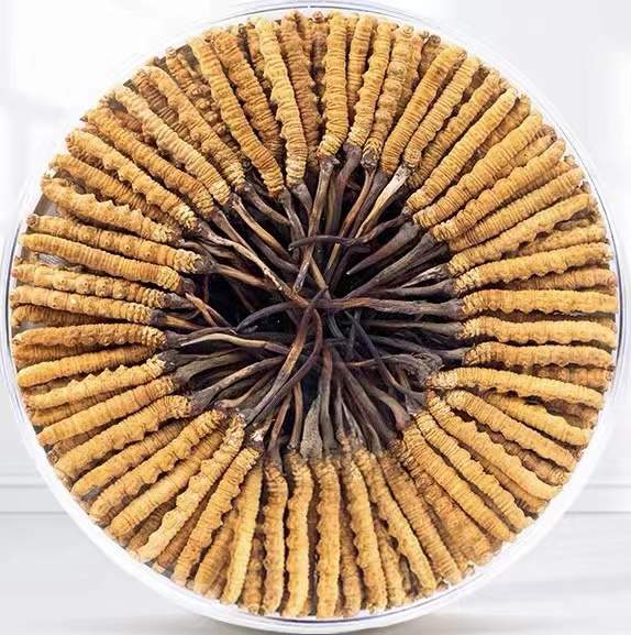 英吉沙冬虫夏草回收